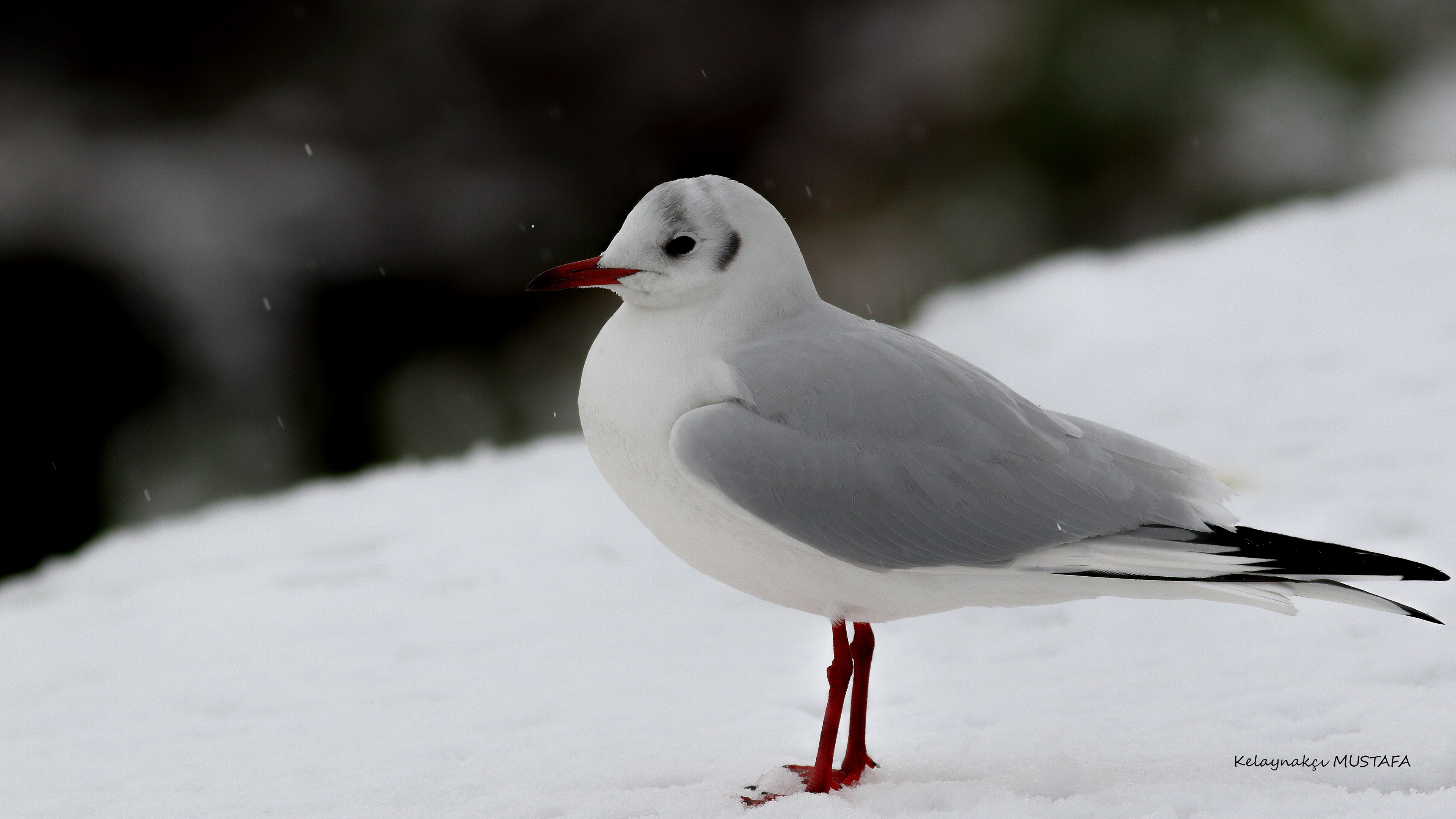 Black-headed Gull